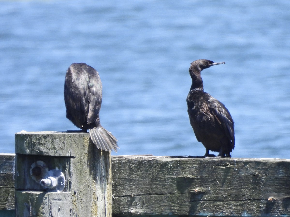 Cormoran pélagique - ML620833270