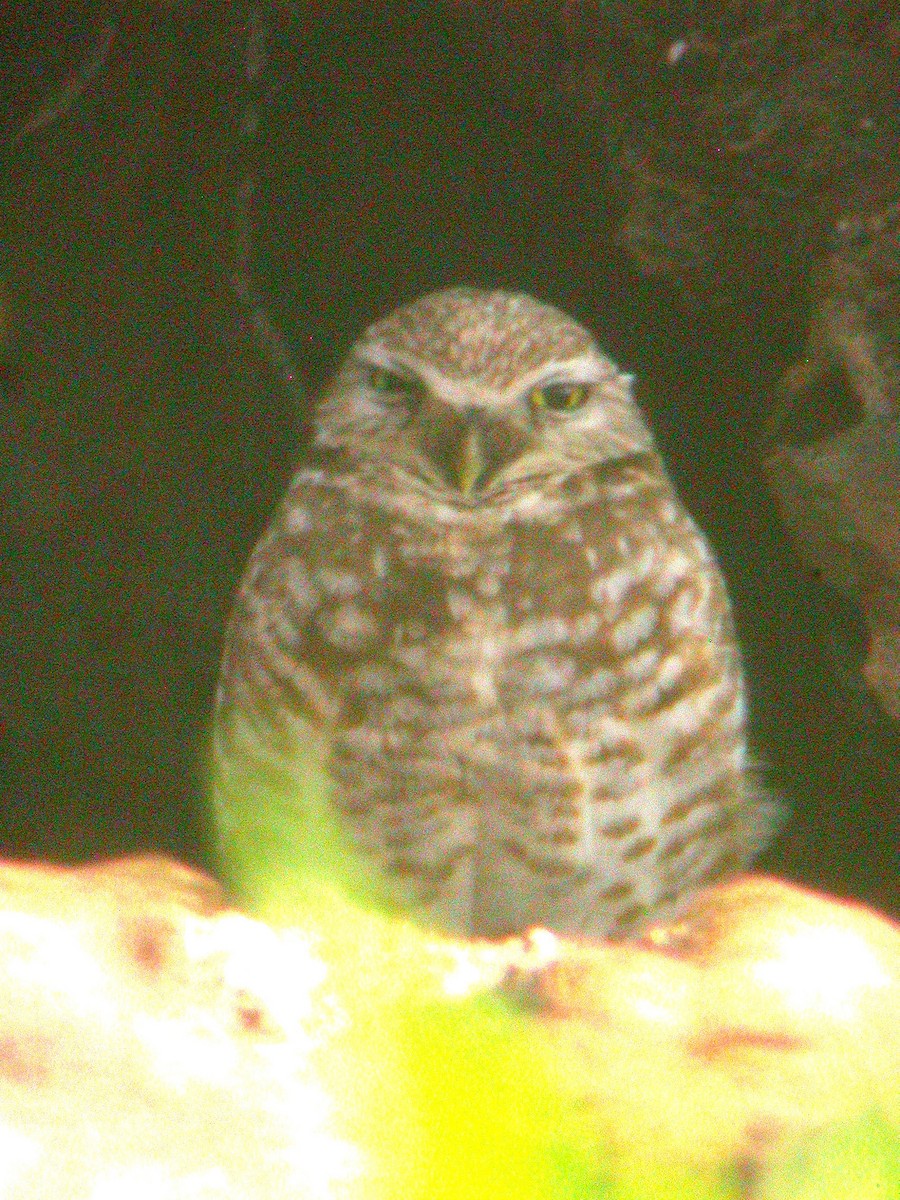 Burrowing Owl - ML620833273