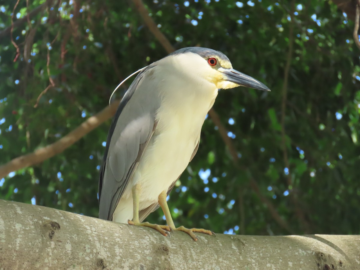 Black-crowned Night Heron - ML620833276