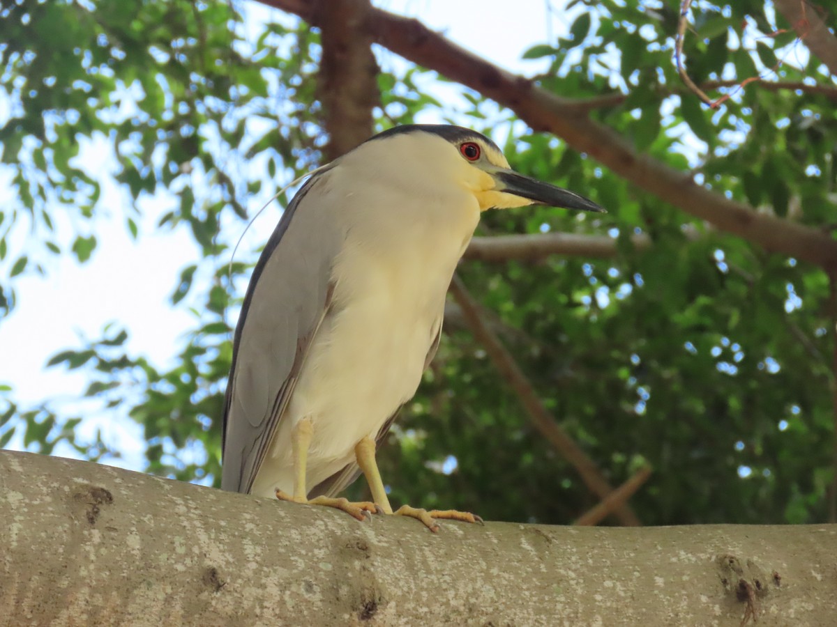 Black-crowned Night Heron - ML620833277