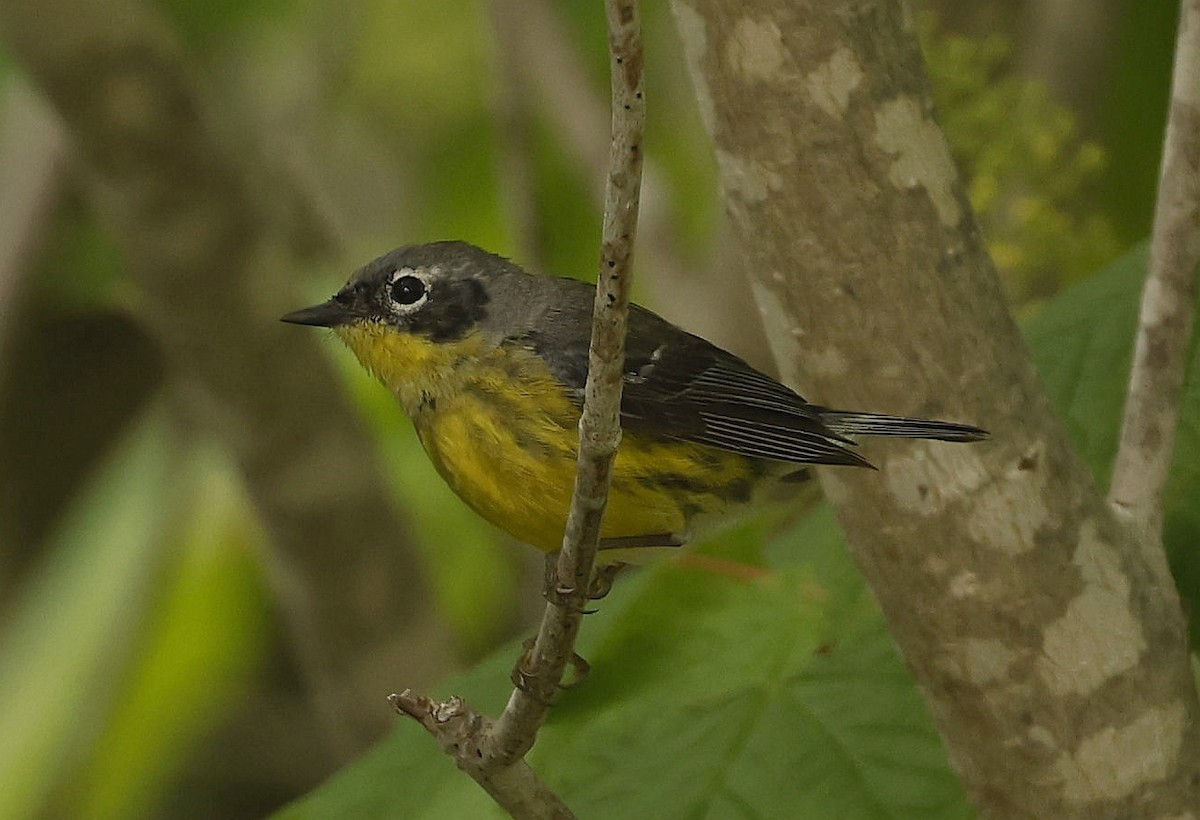 Magnolia Warbler - ML620833278