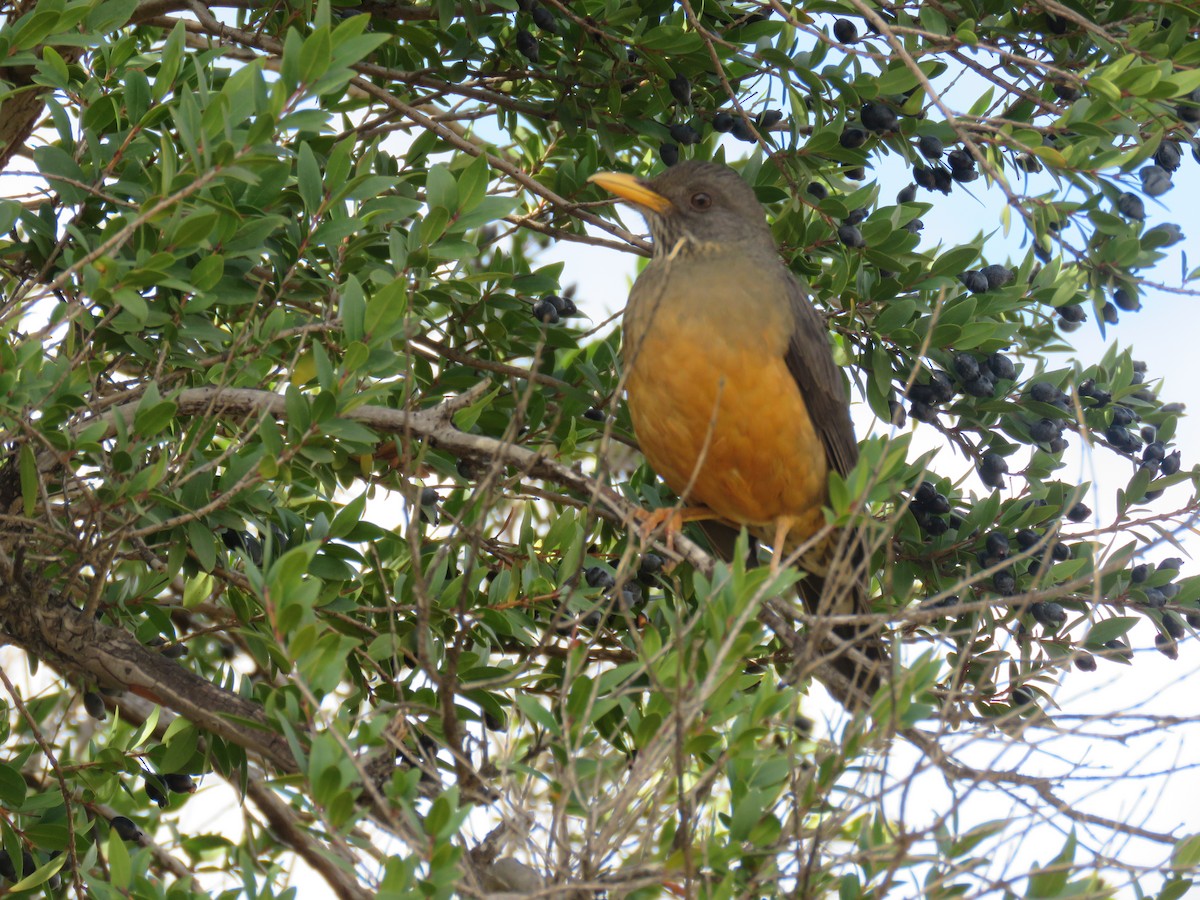 Olive Thrush - ML620833282