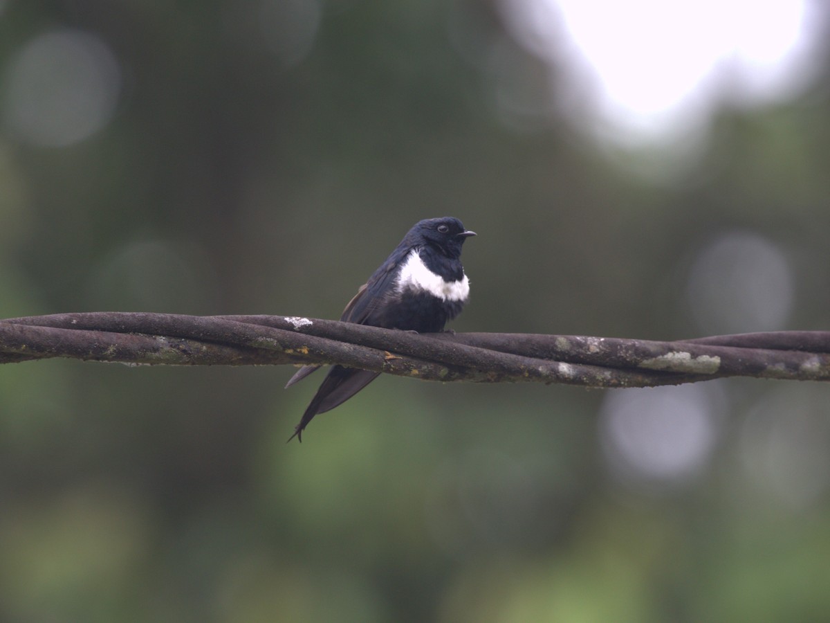 White-banded Swallow - Menachem Goldstein