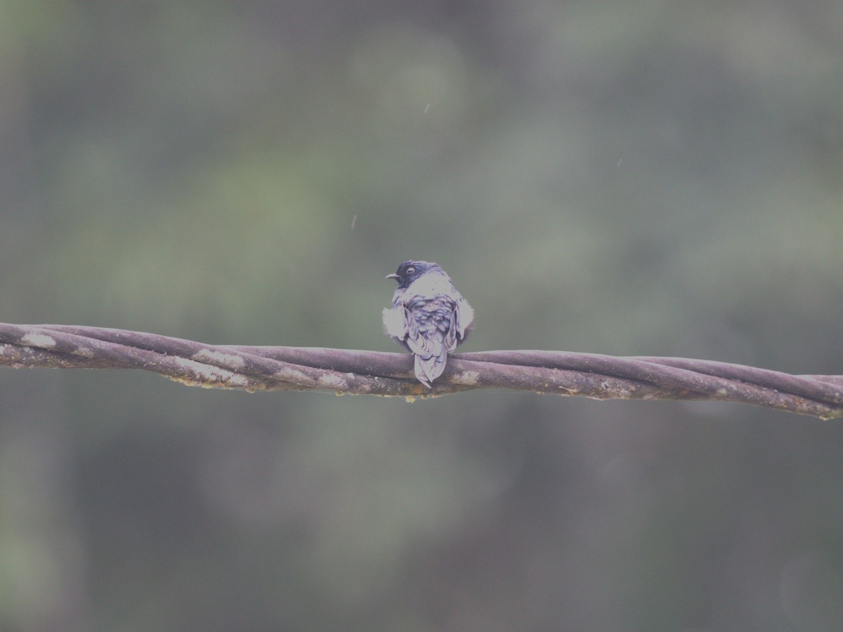 White-banded Swallow - ML620833284