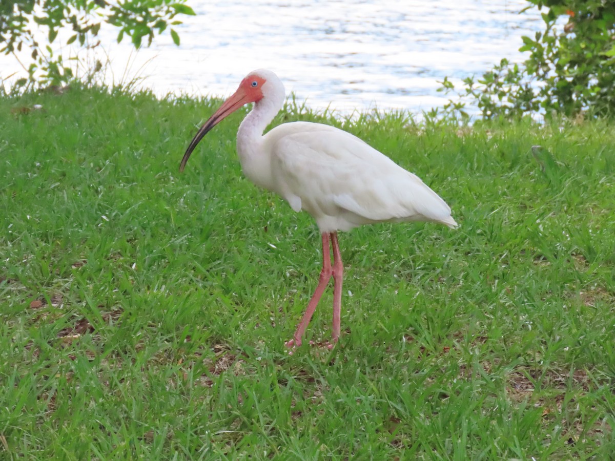 White Ibis - ML620833285