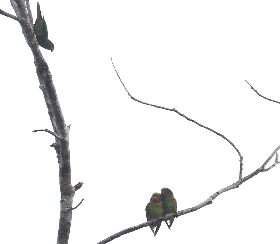 Red-flanked Lorikeet - ML620833286