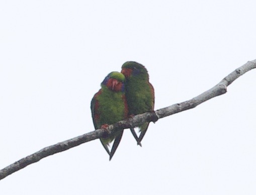 Red-flanked Lorikeet - ML620833287