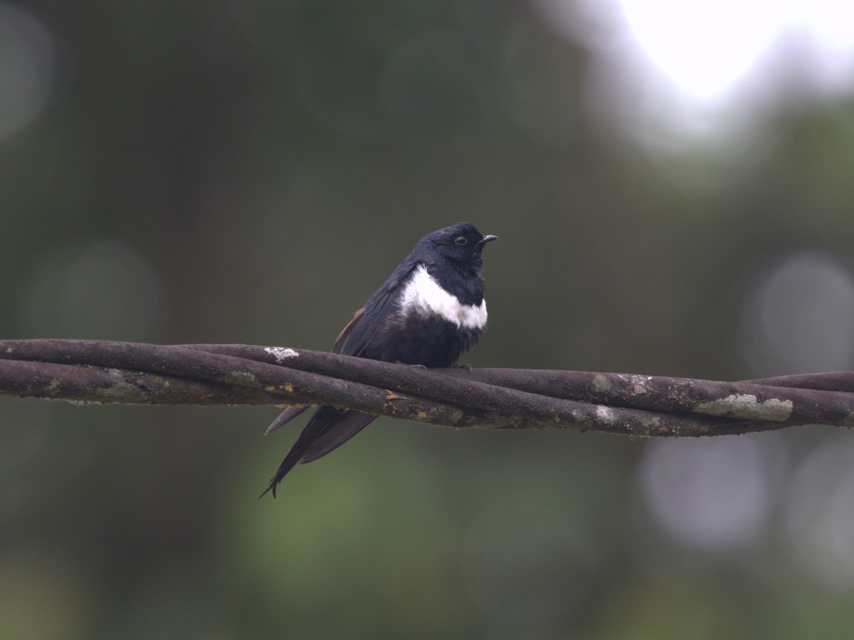 White-banded Swallow - ML620833290