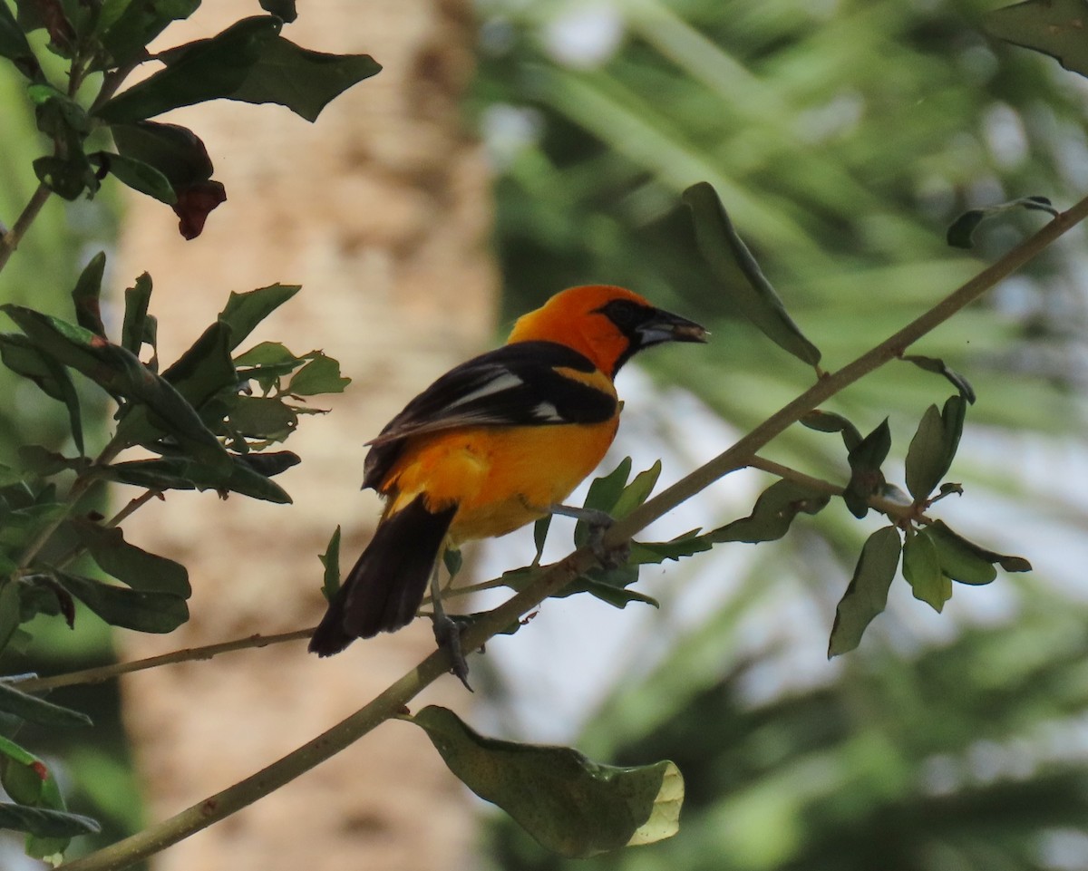 Spot-breasted Oriole - ML620833298