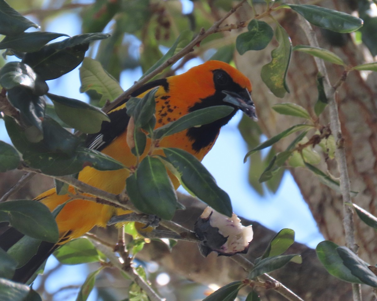 Spot-breasted Oriole - ML620833299