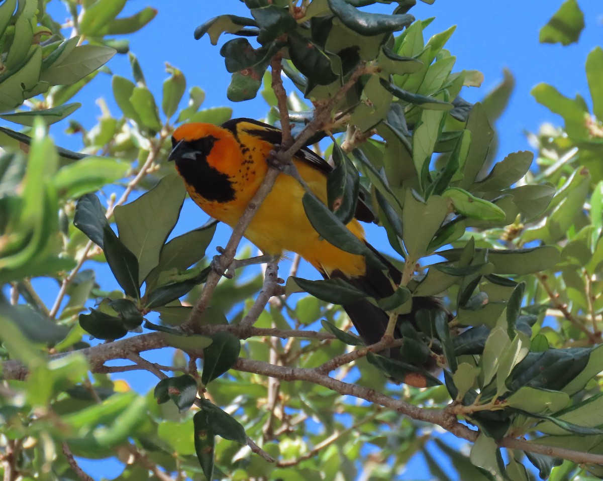 Spot-breasted Oriole - ML620833300