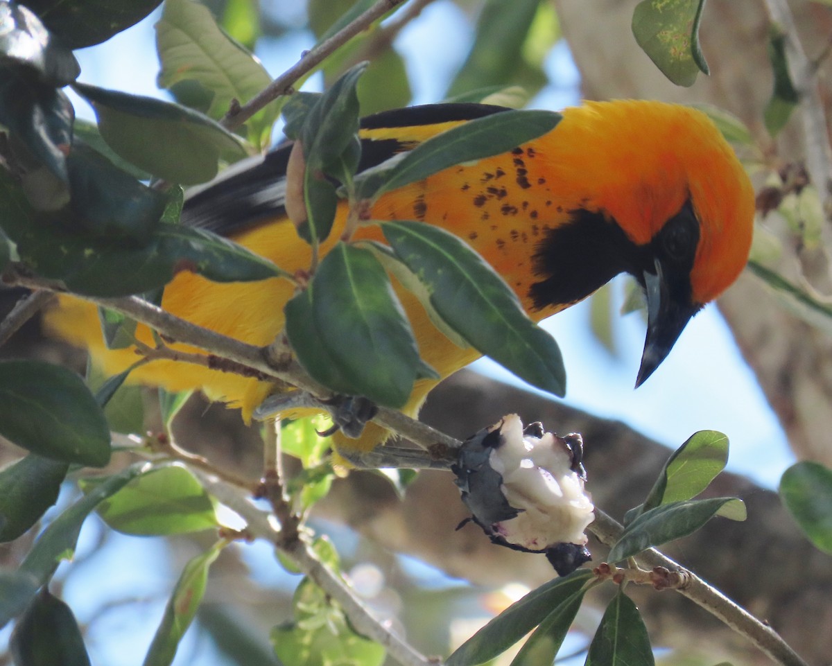 Spot-breasted Oriole - ML620833301
