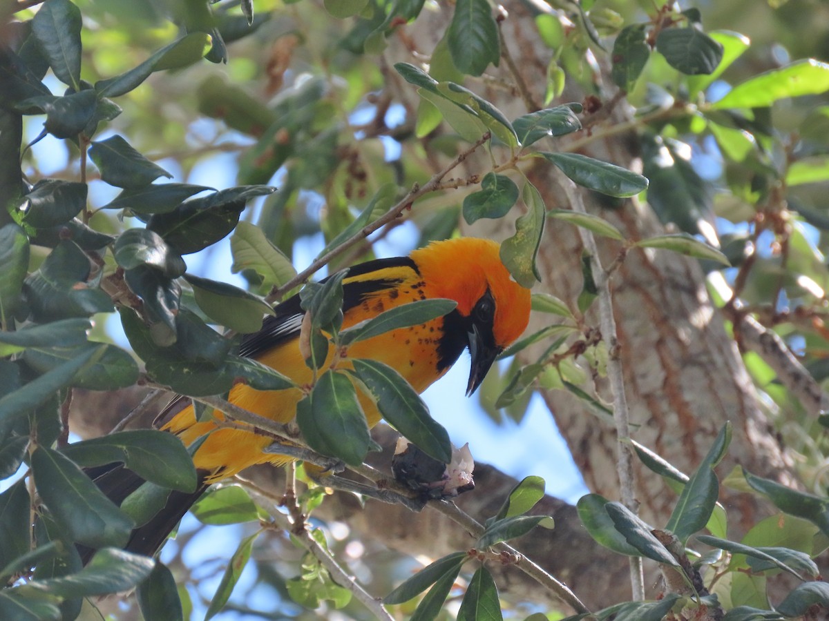 Spot-breasted Oriole - ML620833302