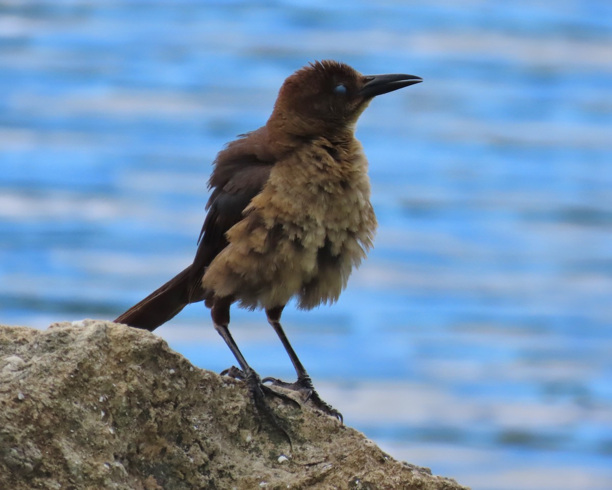 Boat-tailed Grackle - ML620833306