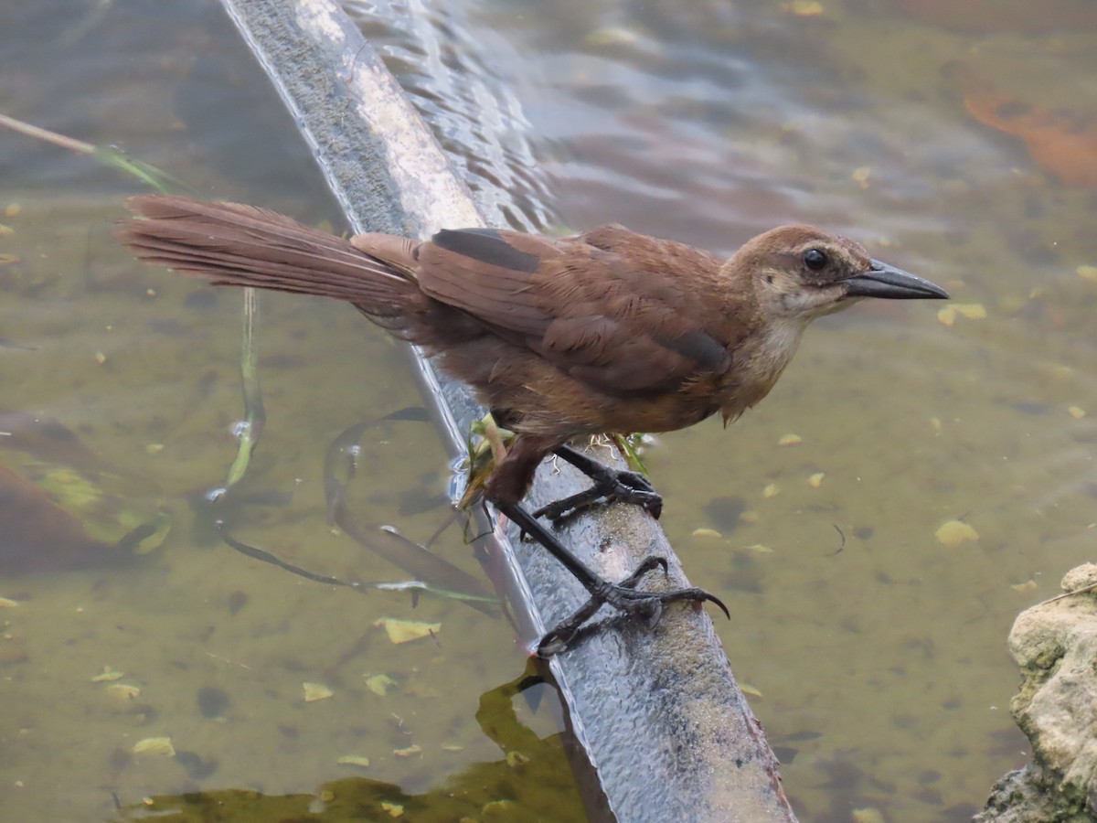 Boat-tailed Grackle - ML620833307