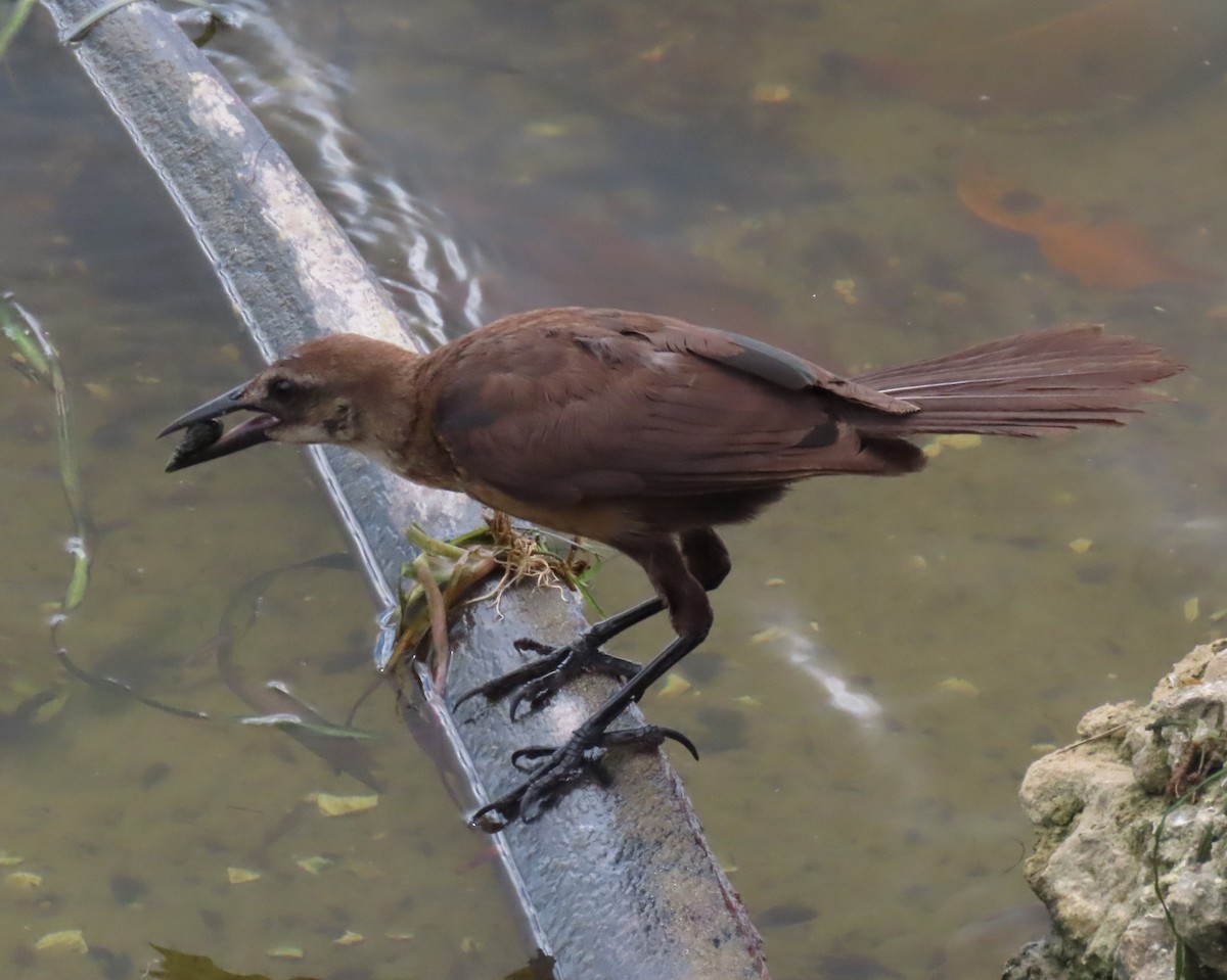 Boat-tailed Grackle - ML620833308