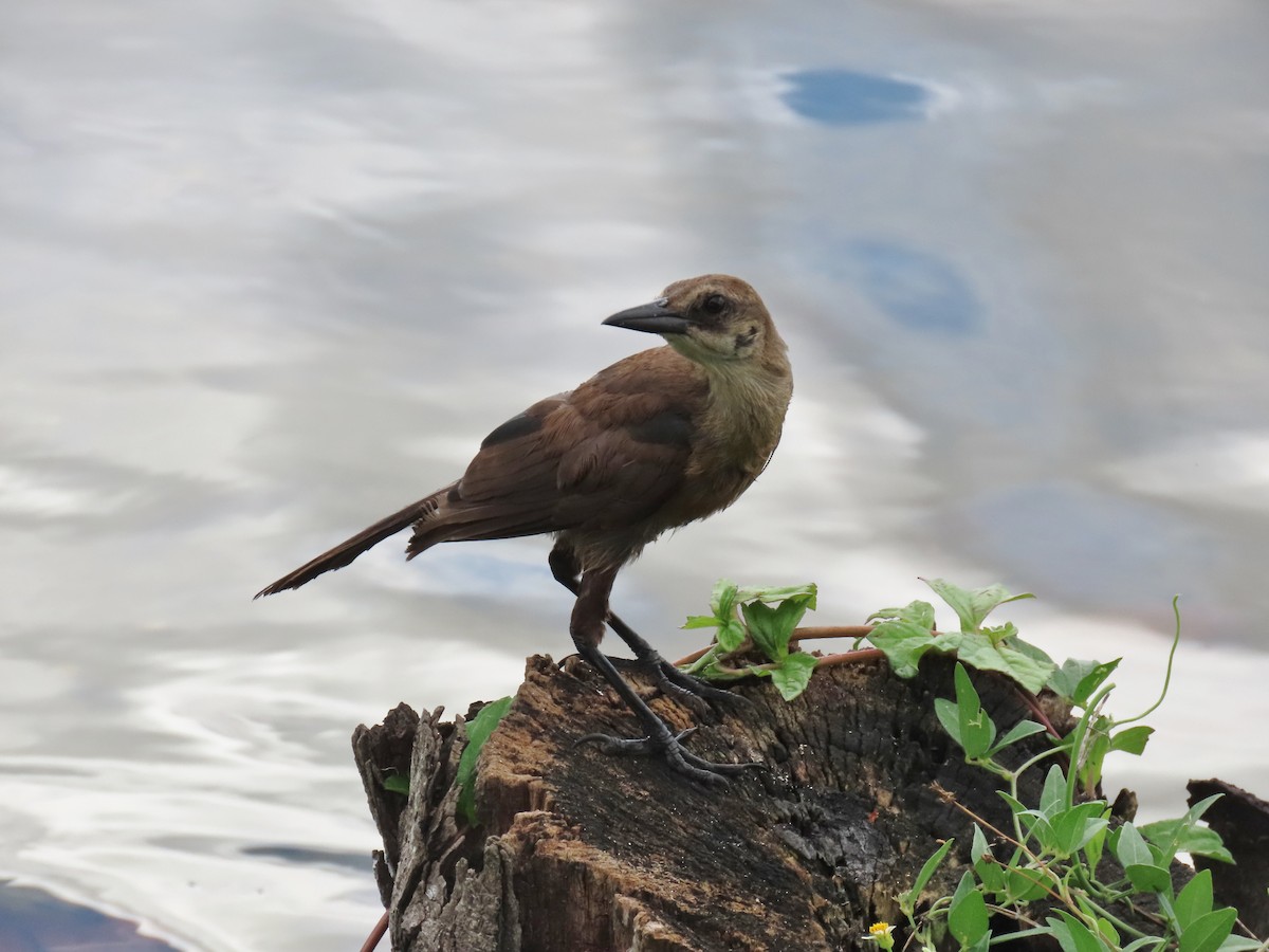 Boat-tailed Grackle - Laurie Witkin