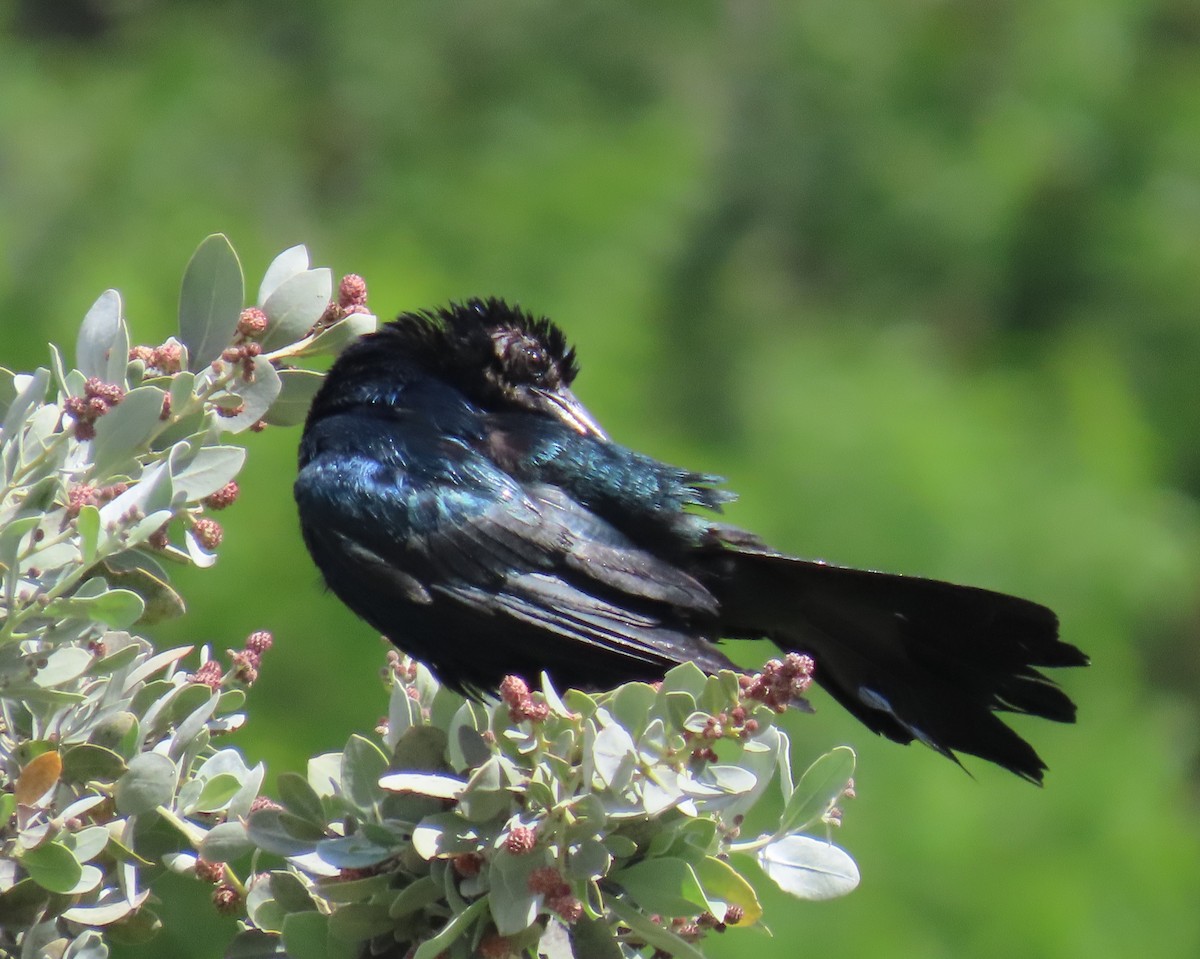 Boat-tailed Grackle - ML620833310