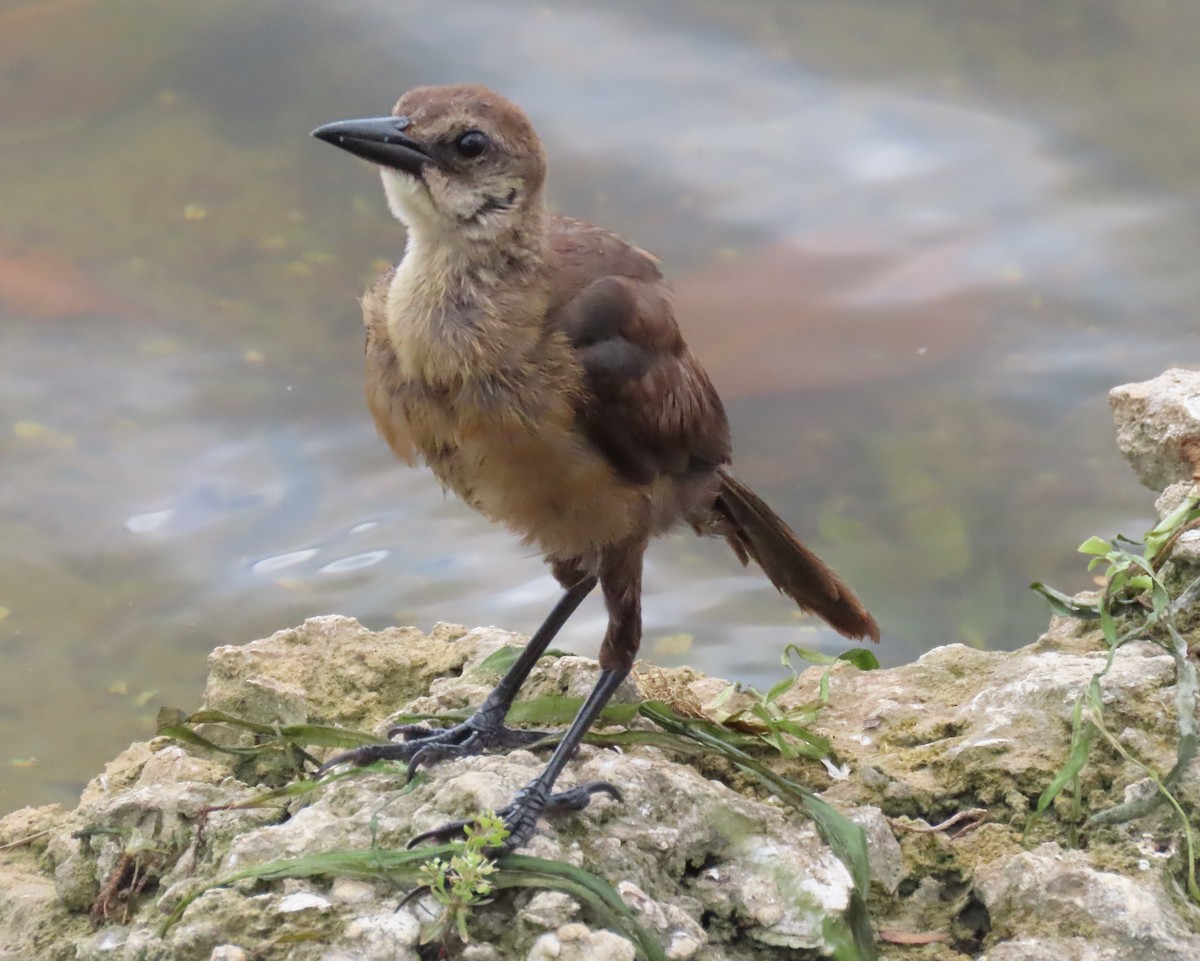 Boat-tailed Grackle - ML620833312