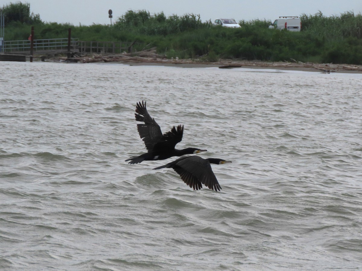 Great Cormorant - ML620833313