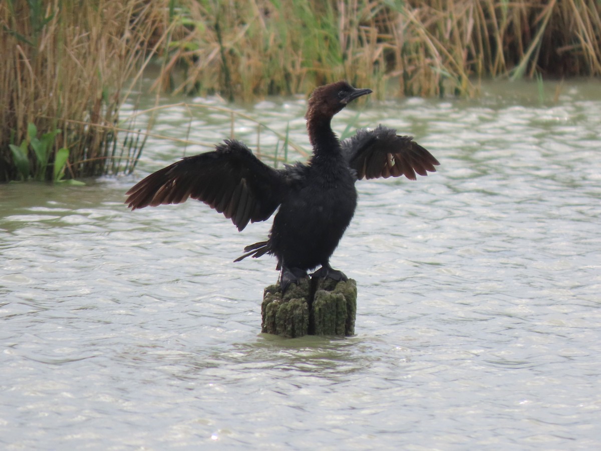 Pygmy Cormorant - ML620833315