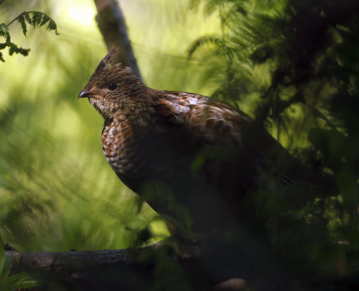 Ruffed Grouse - ML620833318