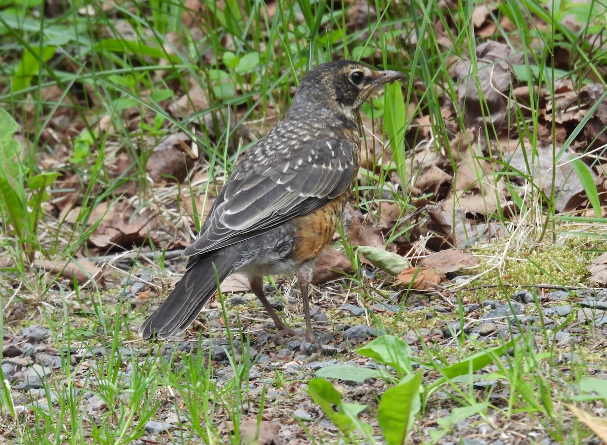 American Robin - ML620833324