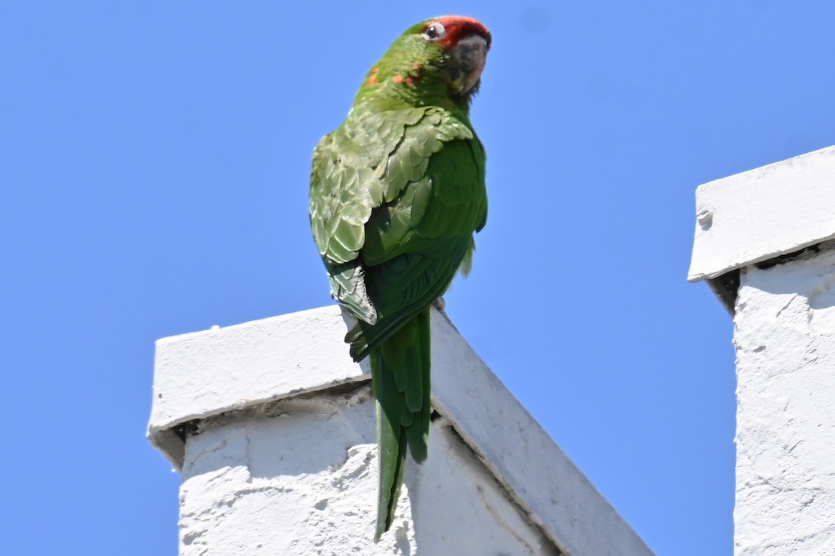 Mitred Parakeet - ML620833343