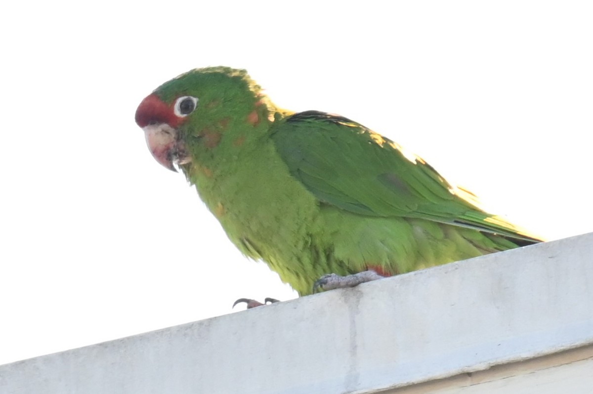 Mitred Parakeet - ML620833352