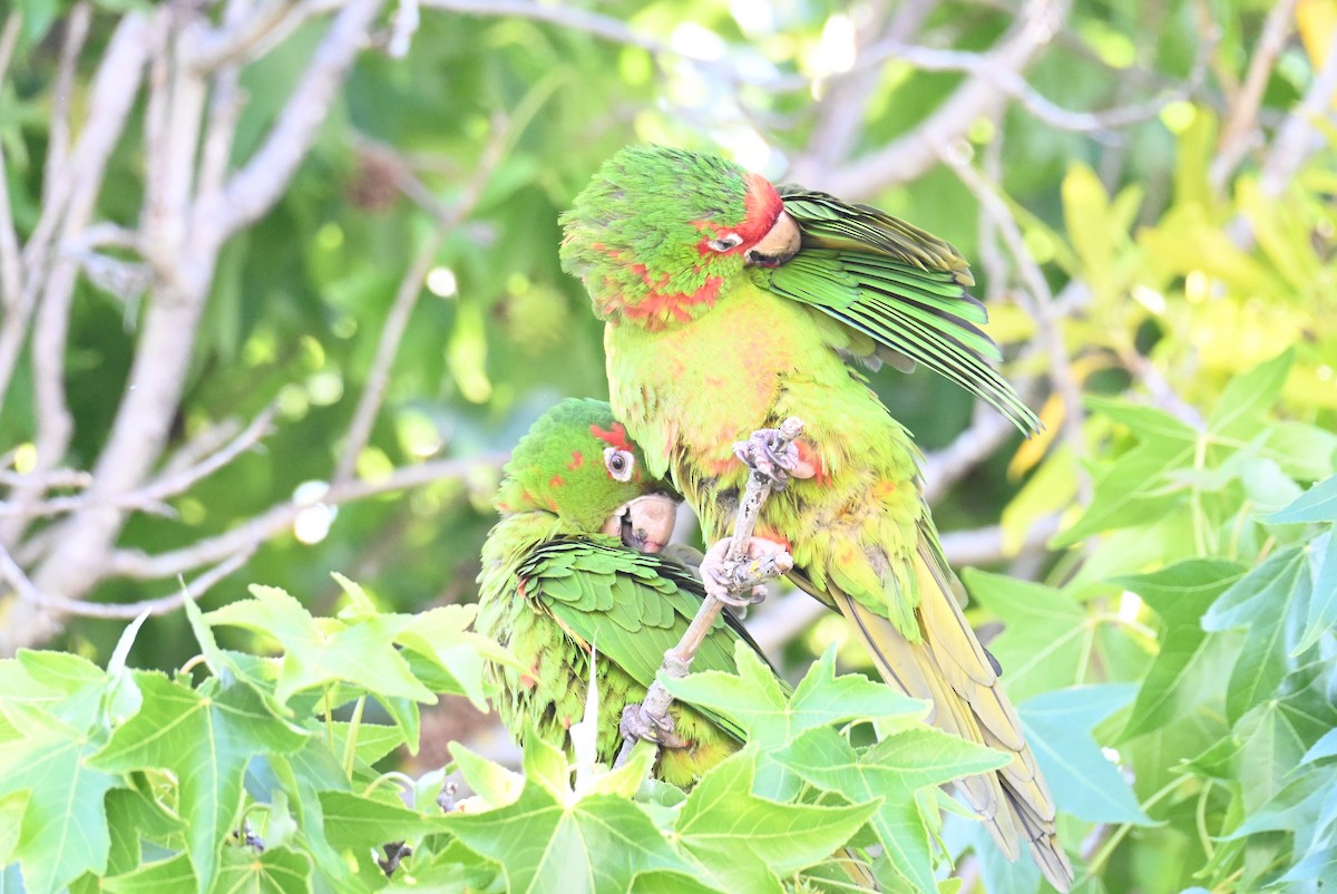 ベニガオメキシコインコ - ML620833357