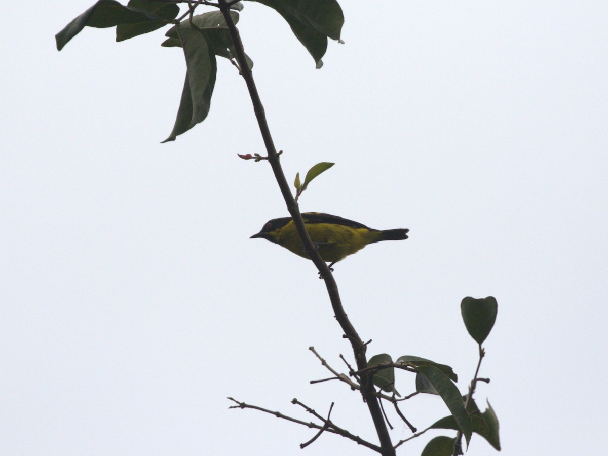 Yellow-bellied Dacnis - ML620833364