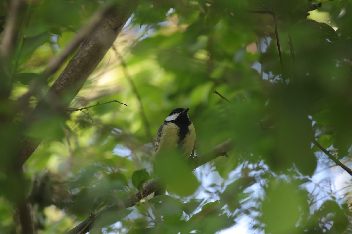 Great Tit - ML620833368