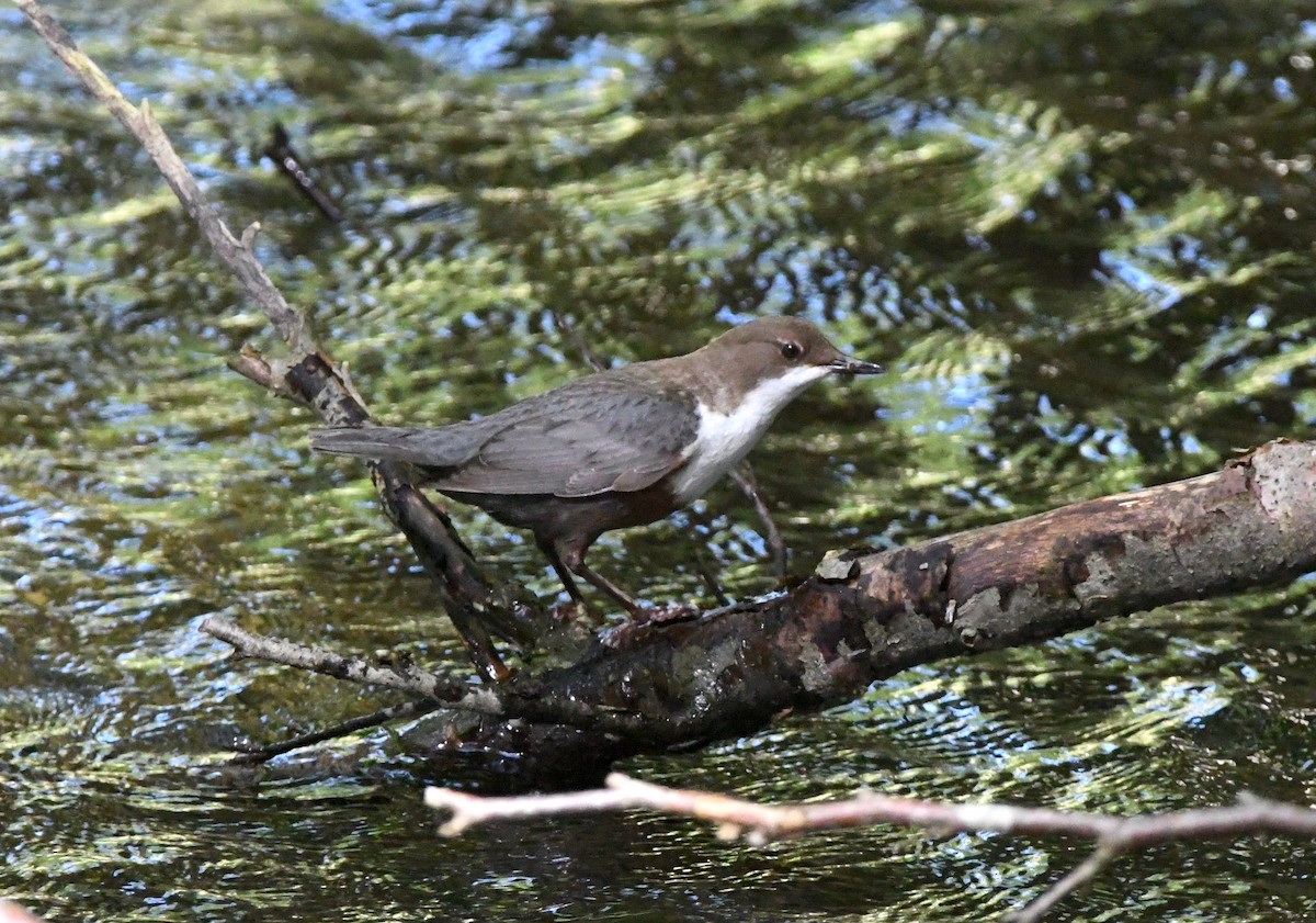 White-throated Dipper - ML620833369