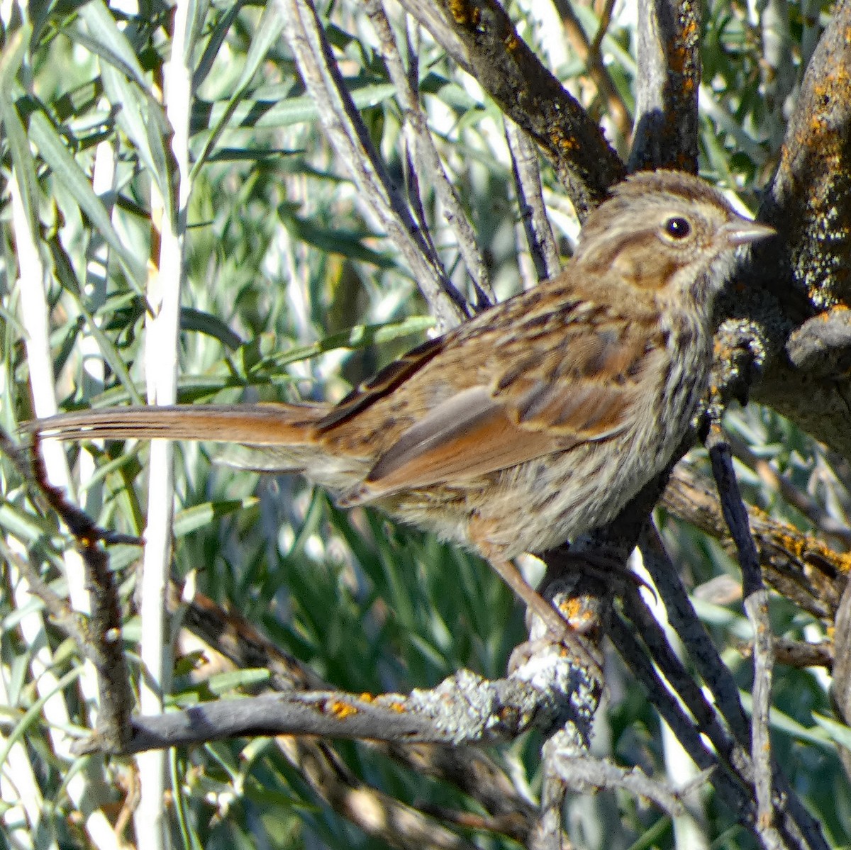 Song Sparrow - C Fred Zeillemaker