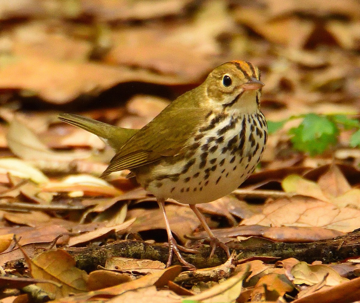 Ovenbird - ML620833371