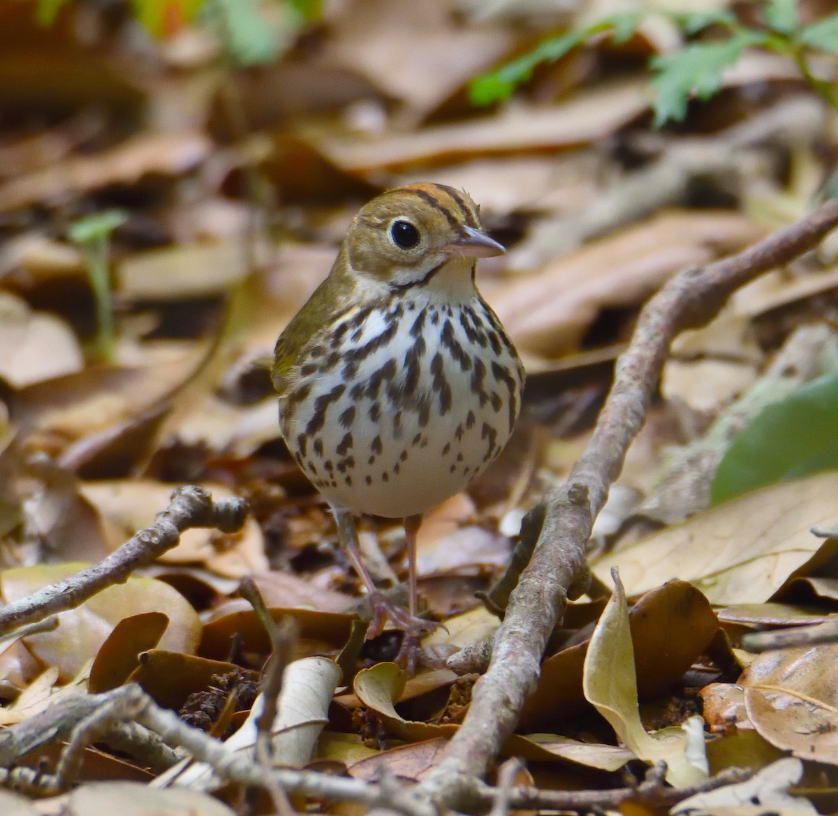 Paruline couronnée - ML620833372