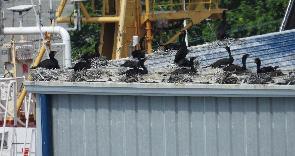 Double-crested Cormorant - ML620833375