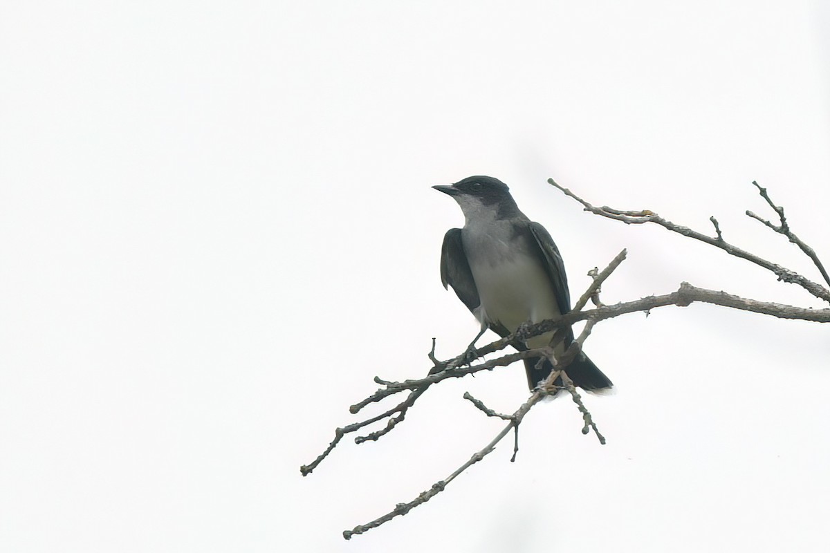 Eastern Kingbird - Ed Poropat