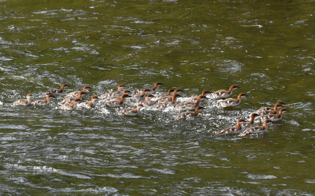 Common Merganser - ML620833377