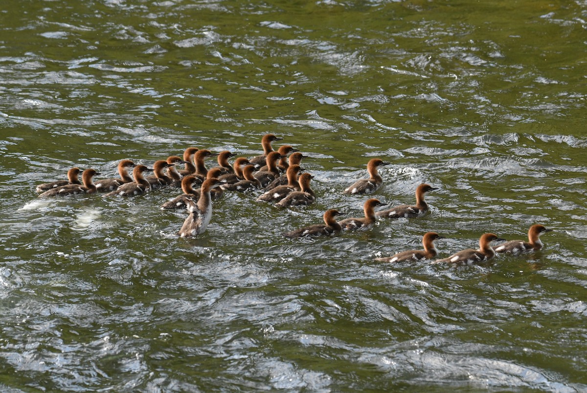 Gänsesäger - ML620833378