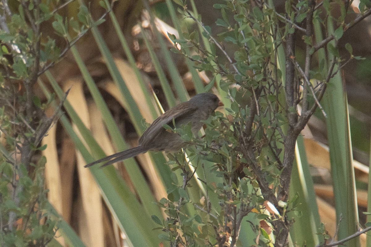 Black-chinned Sparrow - ML620833379