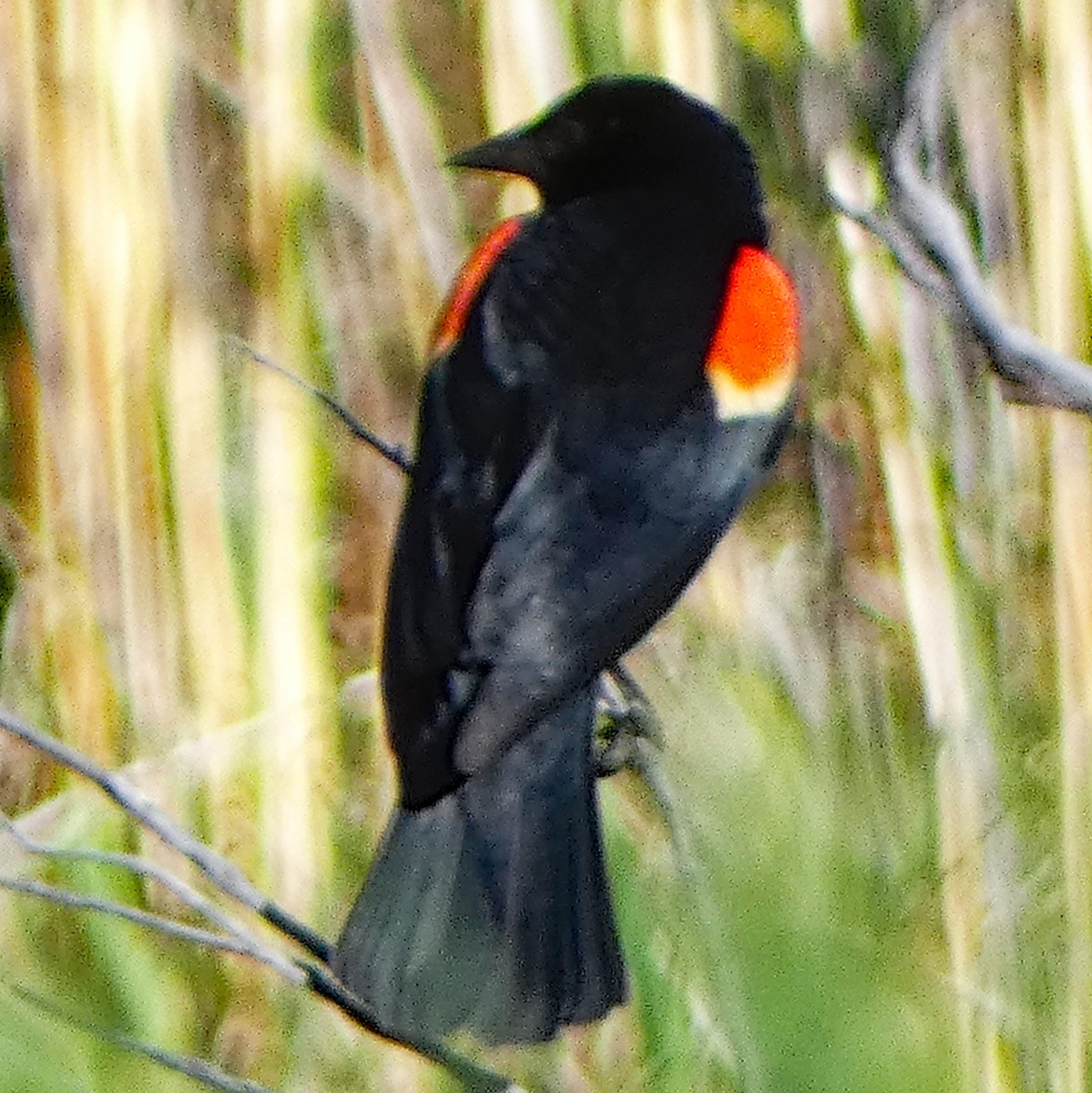 Red-winged Blackbird - ML620833381