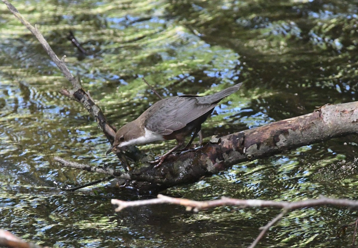 White-throated Dipper - ML620833384