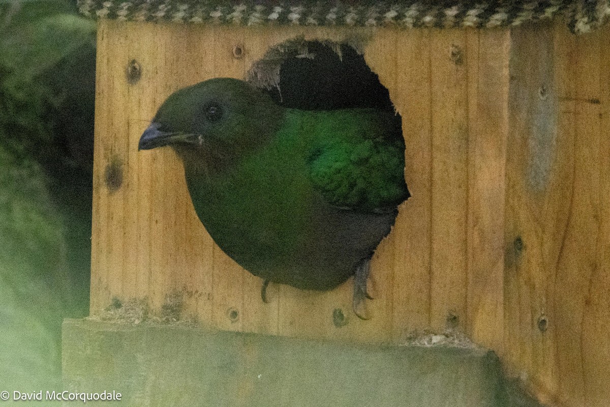 Resplendent Quetzal - David McCorquodale