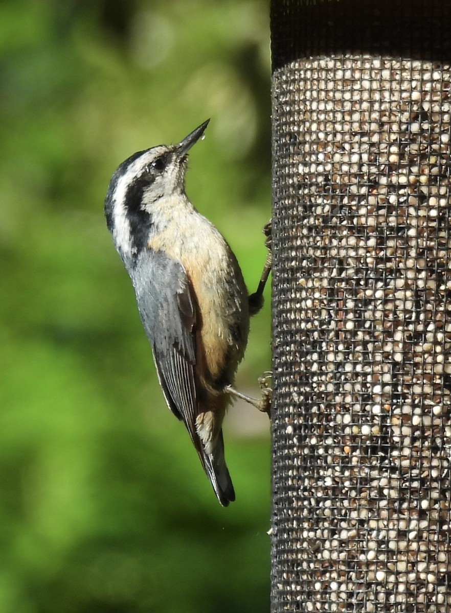 Red-breasted Nuthatch - Vickie Buck