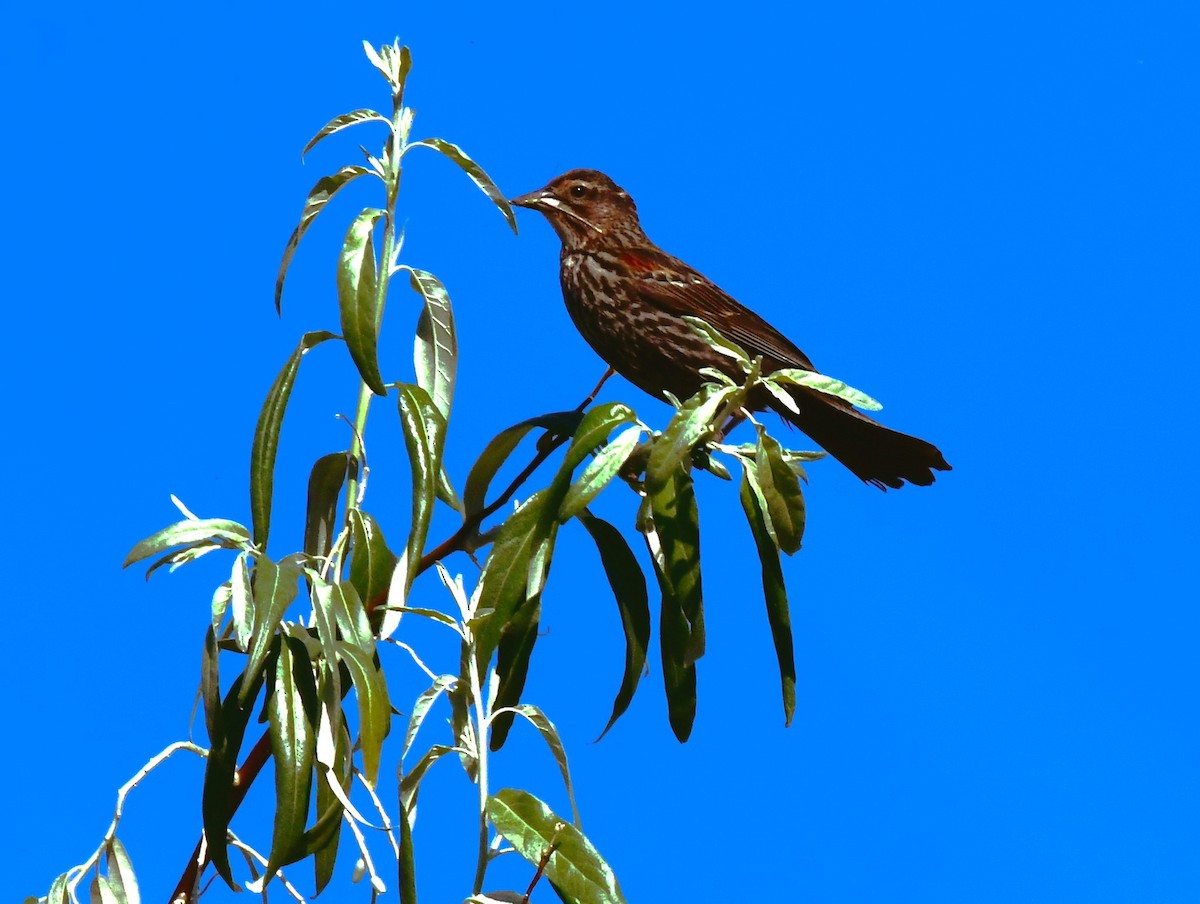 Red-winged Blackbird - ML620833397