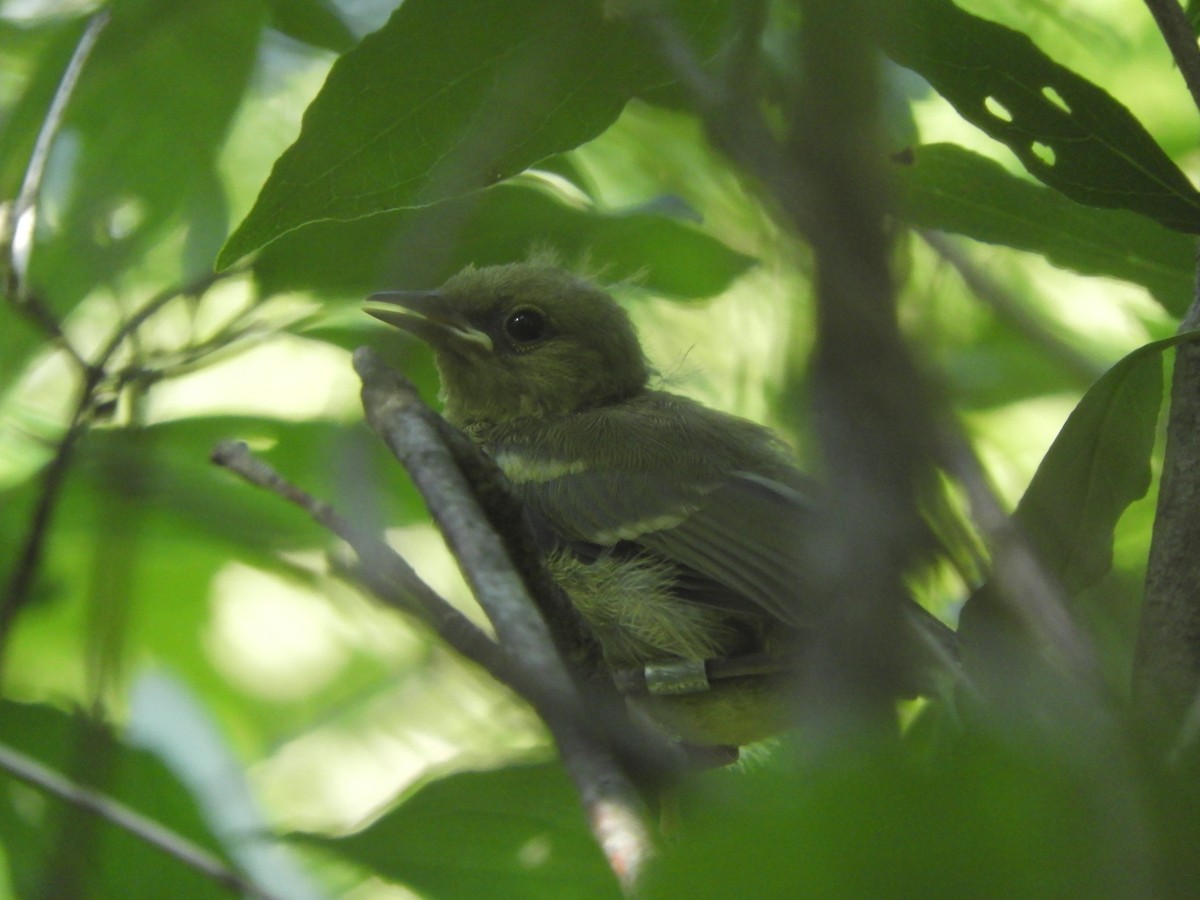 Blue-winged Warbler - ML620833412