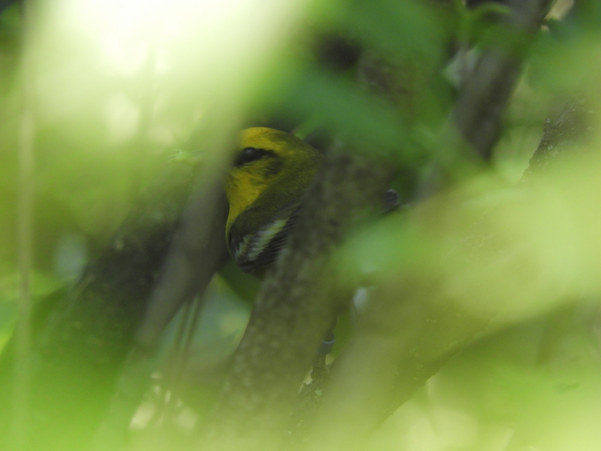 Blue-winged Warbler - ML620833416