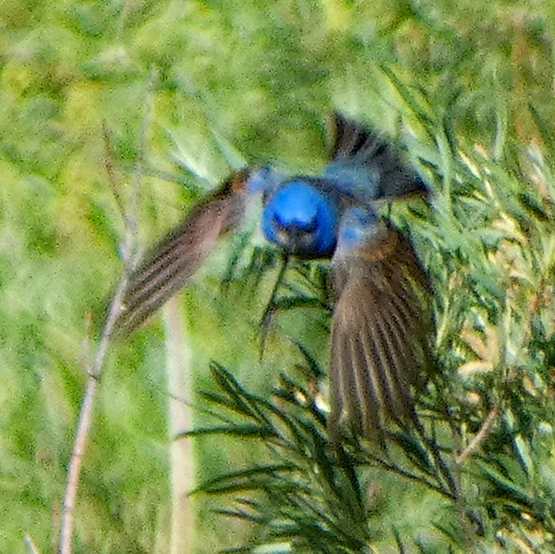 גבתאי כחול - ML620833417