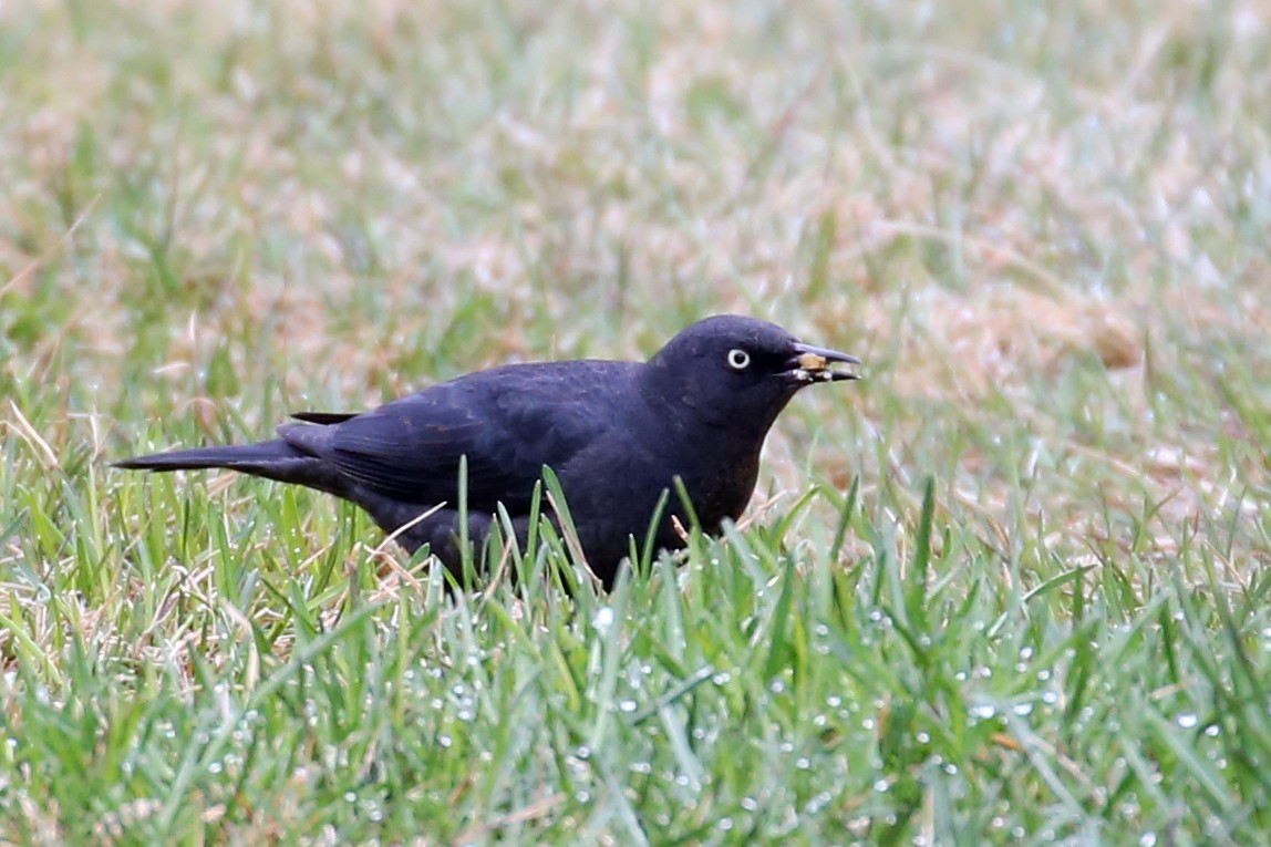 Rusty Blackbird - ML620833418